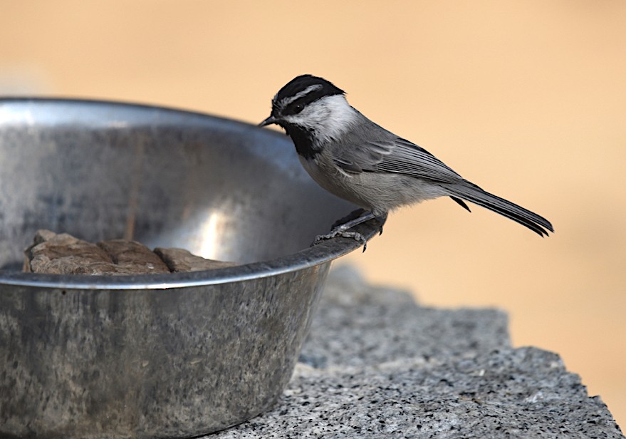 Mountain Chickadee - ML624461505