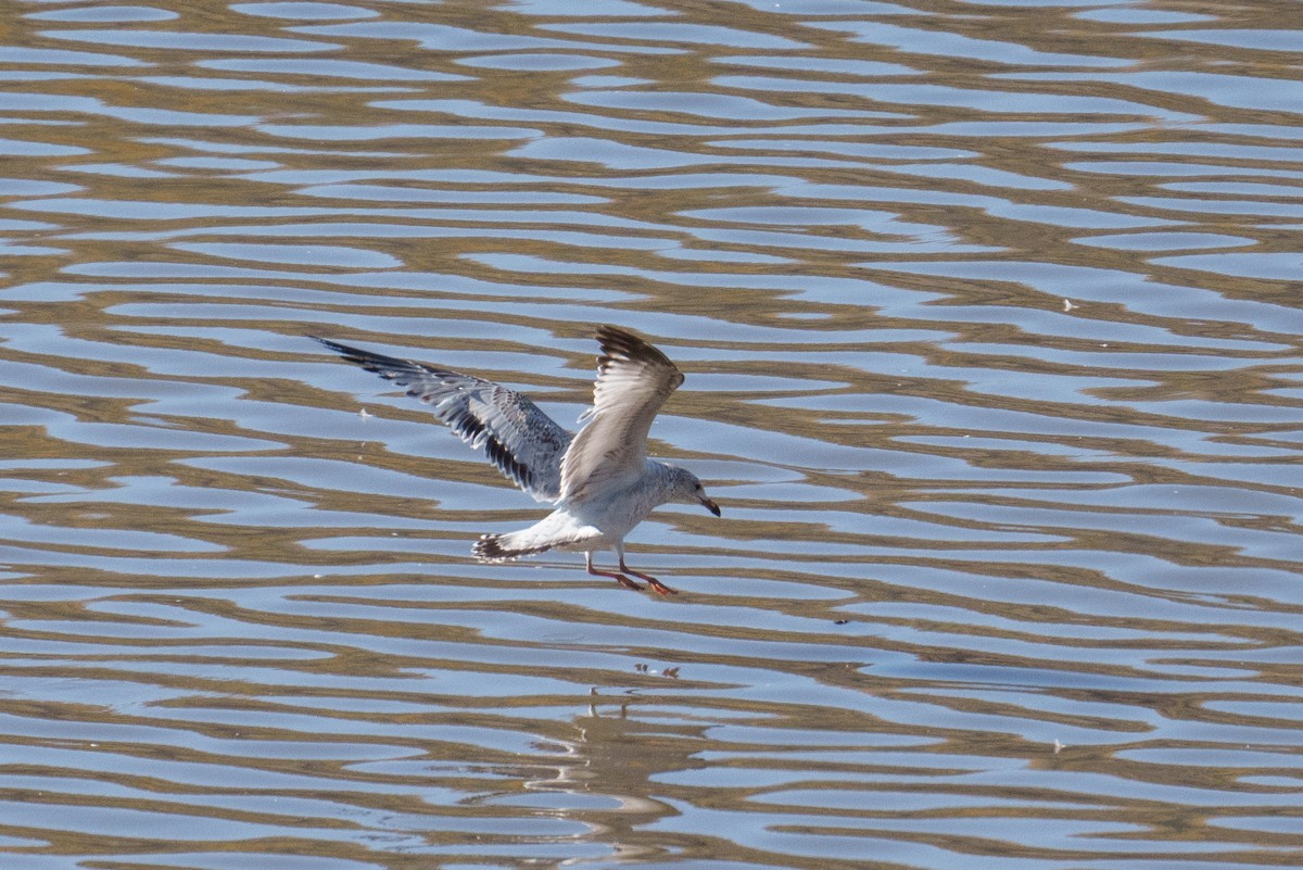 Ring-billed Gull - ML624461691