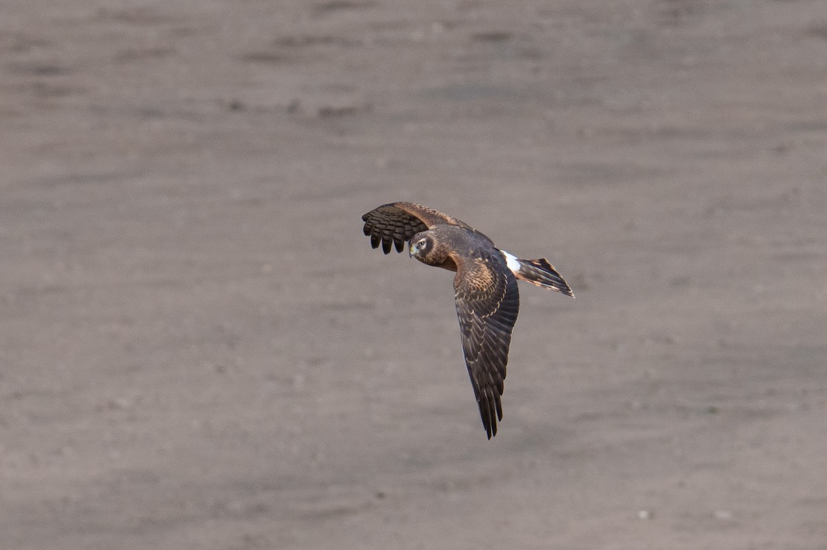 Northern Harrier - ML624461721