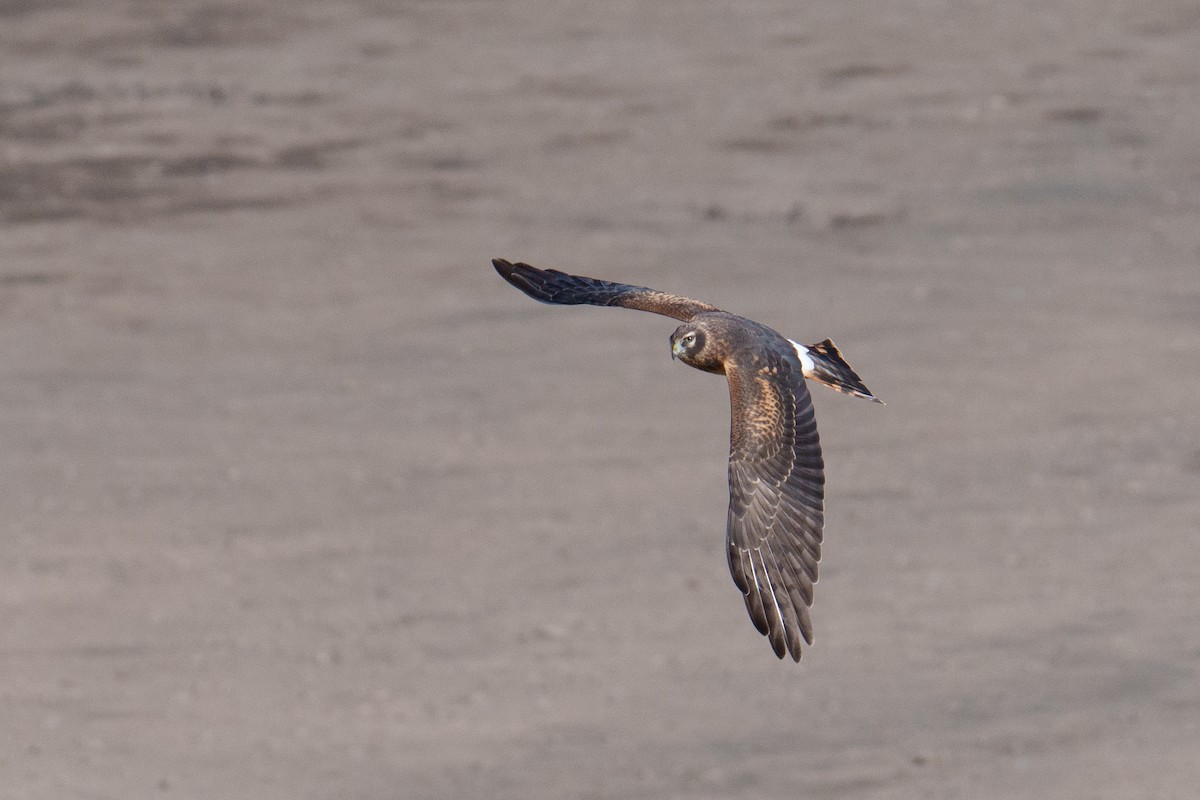 Northern Harrier - ML624461722