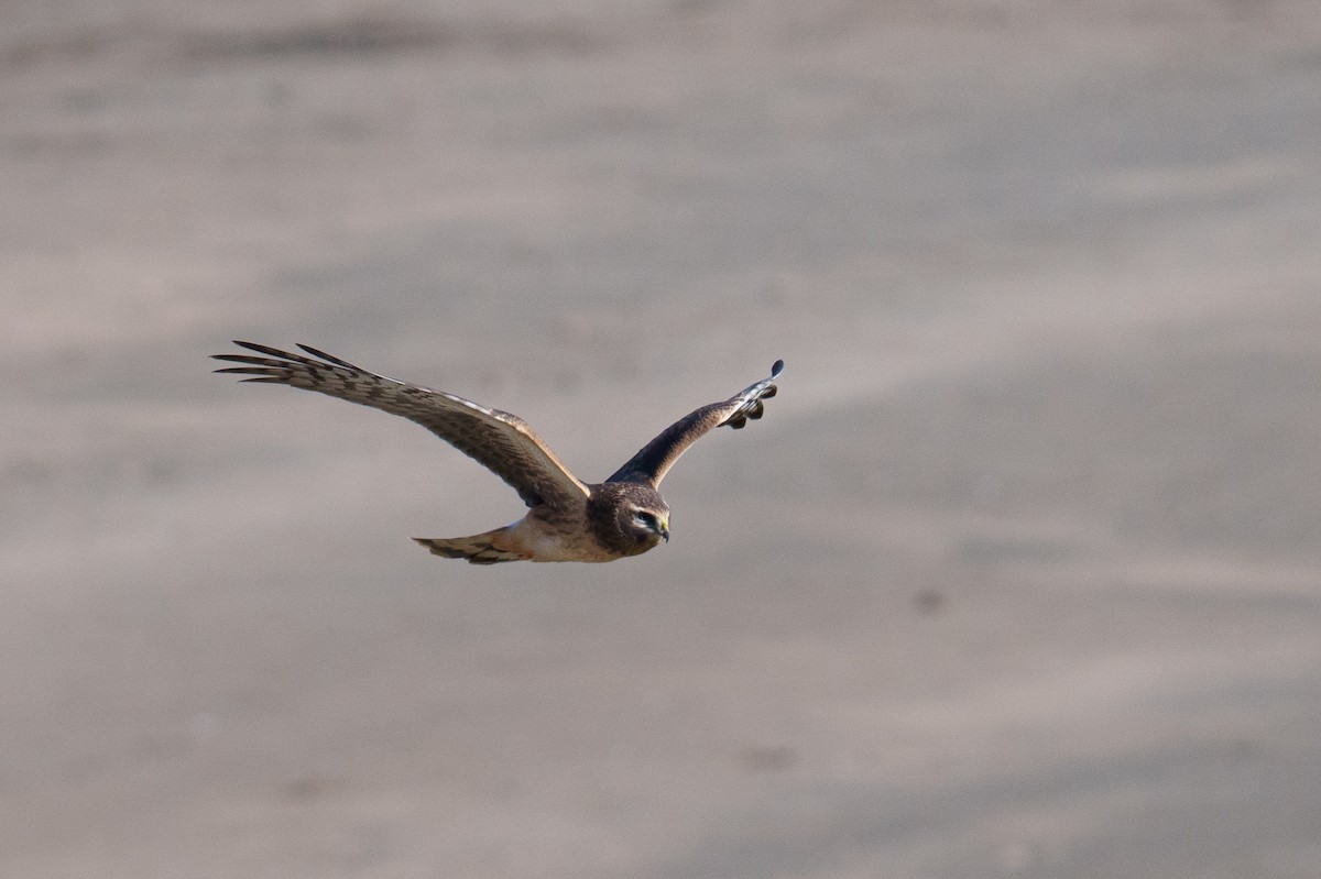 Northern Harrier - ML624461723