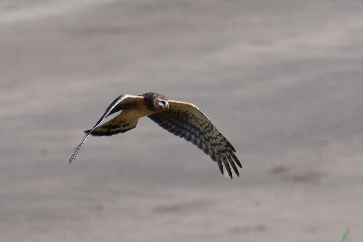 Northern Harrier - ML624461724