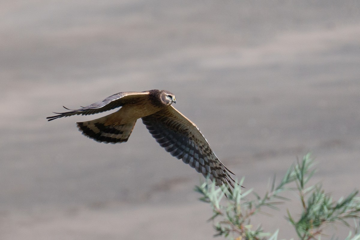 Northern Harrier - ML624461725