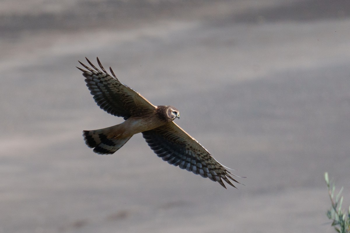 Northern Harrier - ML624461726
