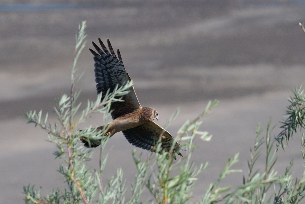 Northern Harrier - ML624461727