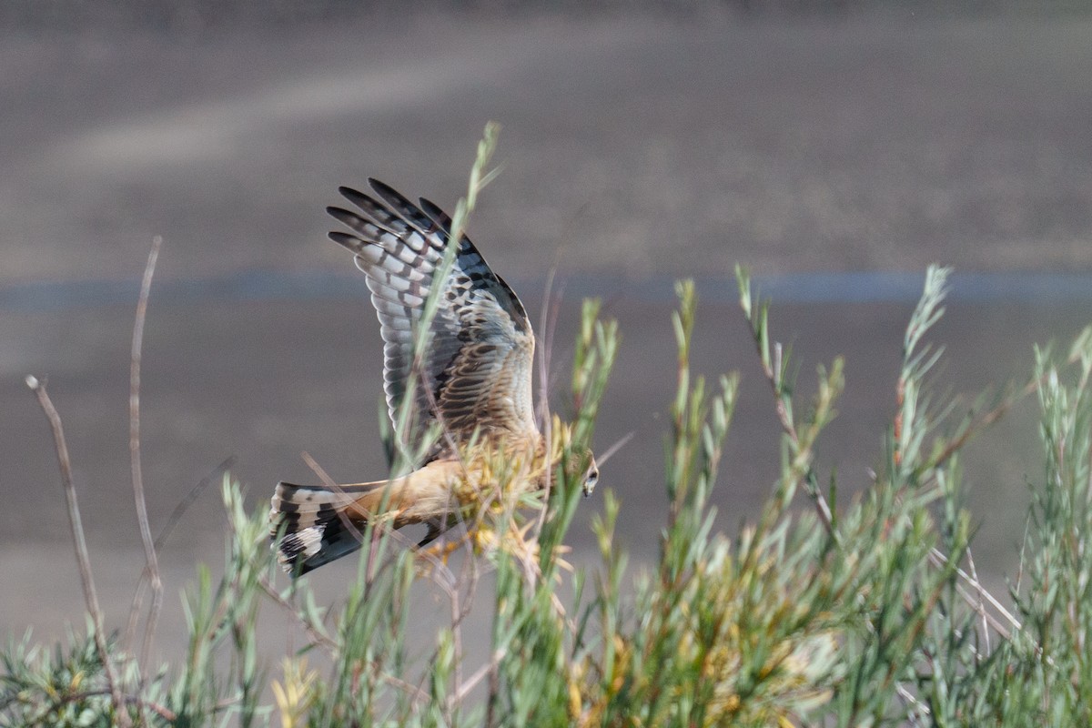 Northern Harrier - ML624461728