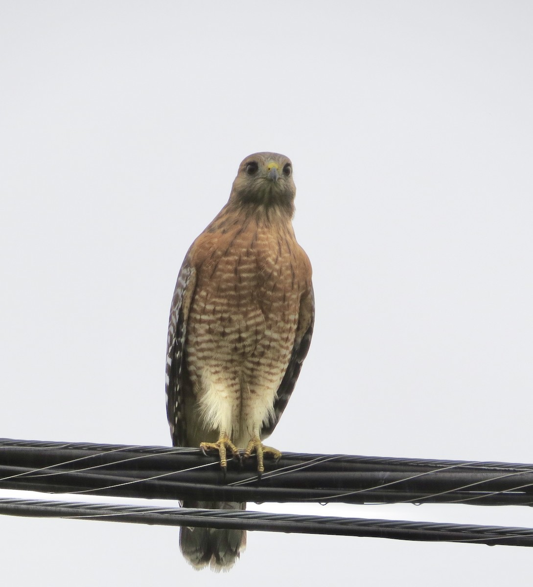 Red-shouldered Hawk - ML624461746