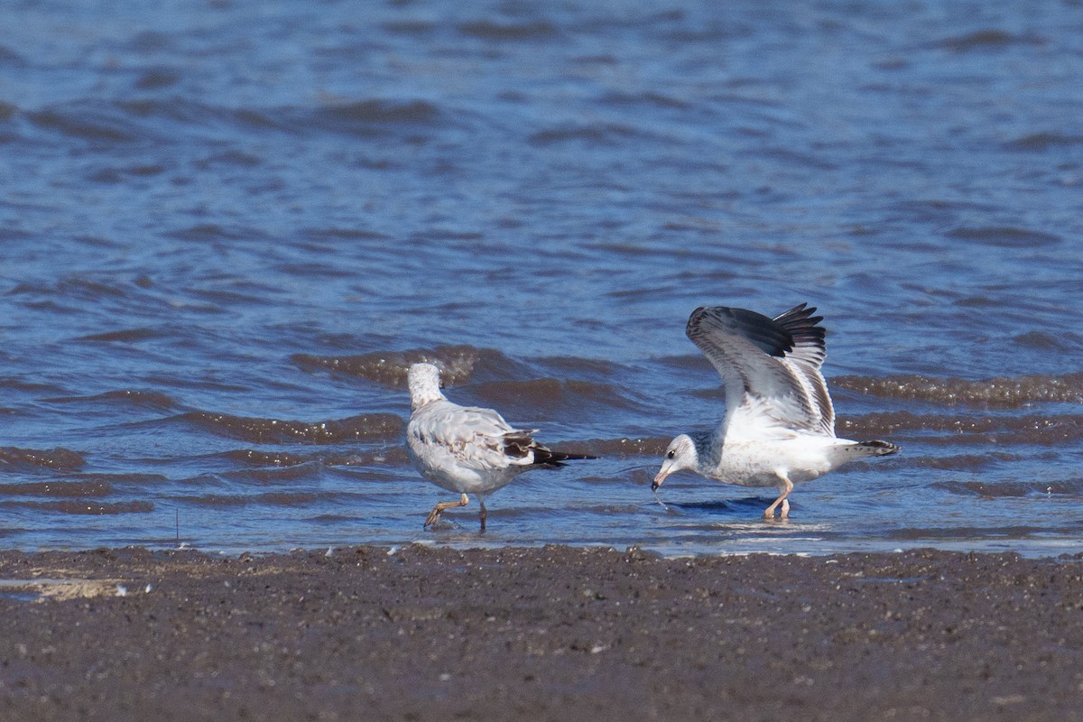 Ring-billed Gull - ML624461756