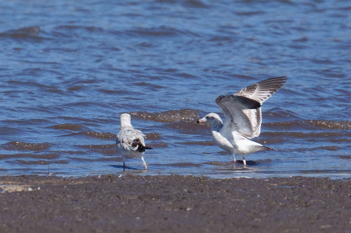 Ring-billed Gull - ML624461757