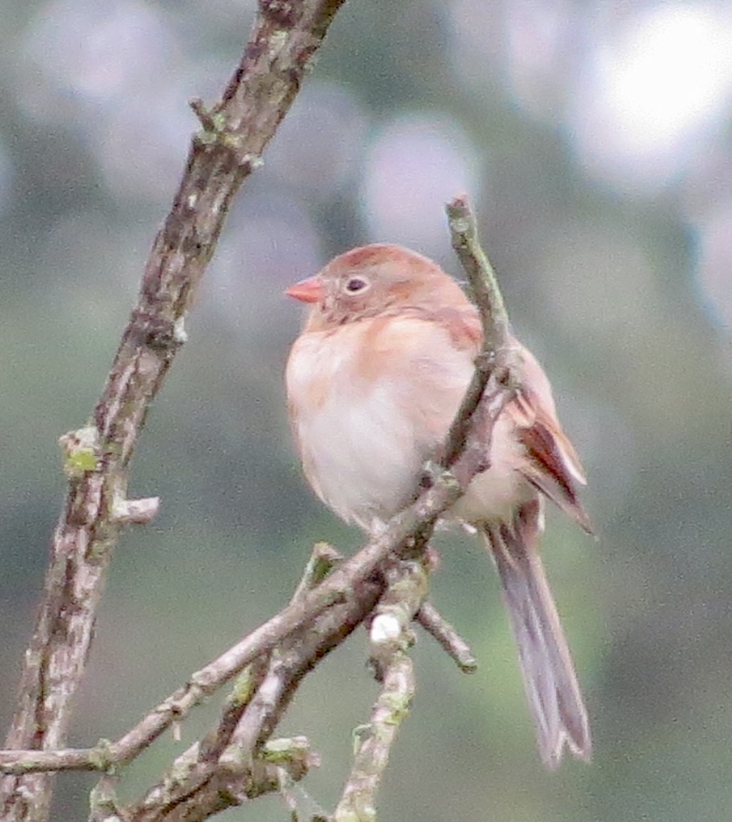 Field Sparrow - ML624461761