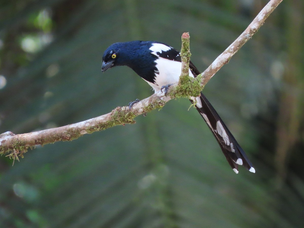 Magpie Tanager - ML624461792