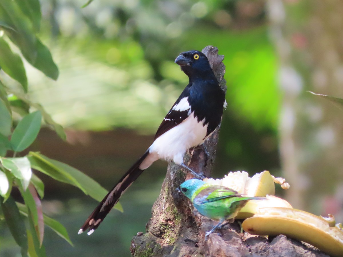 Magpie Tanager - Hugo Foxonet