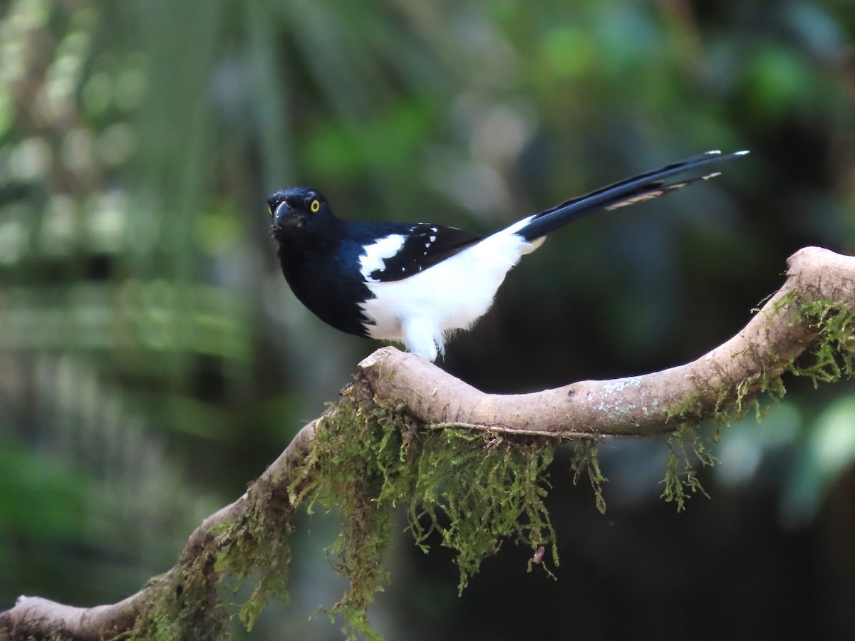 Magpie Tanager - ML624461794