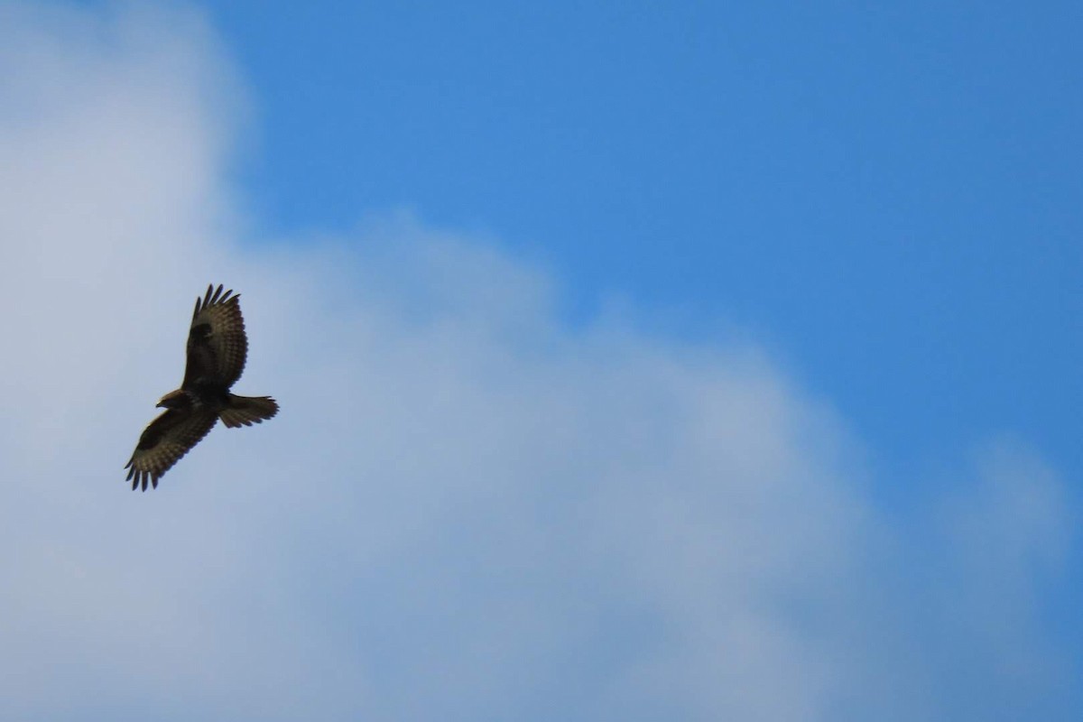 Common Buzzard - ML624461797