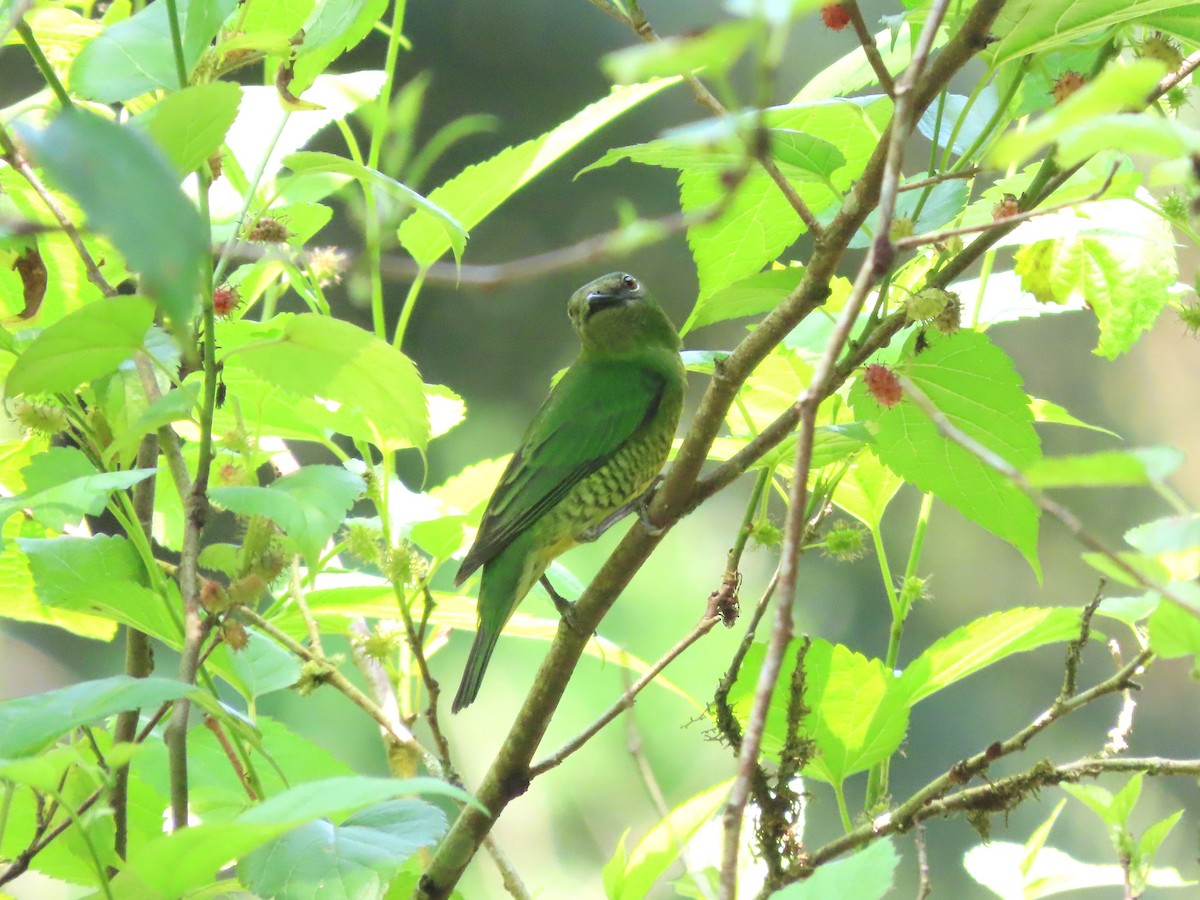 Swallow Tanager - Hugo Foxonet