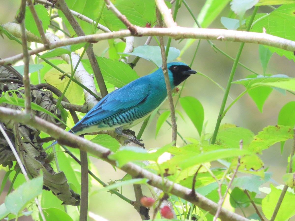 Swallow Tanager - ML624461800