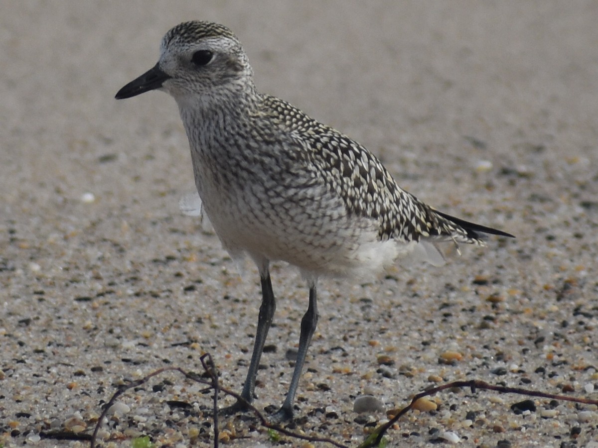 Black-bellied Plover - ML624461803