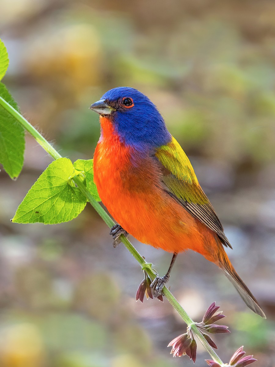 Painted Bunting - ML624461804