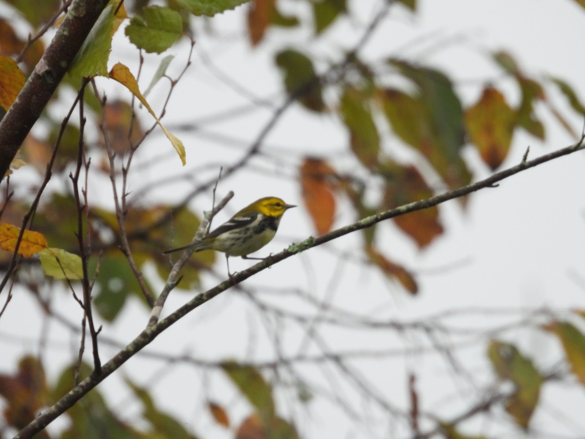 Black-throated Green Warbler - ML624461814