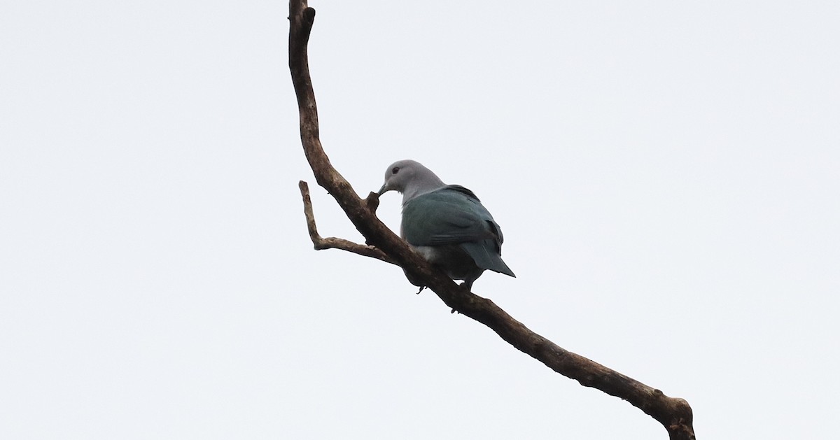 Green Imperial-Pigeon - ML624461815