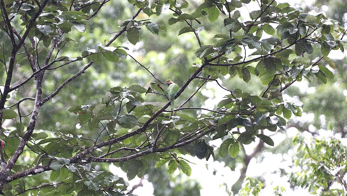 Long-tailed Parakeet - ML624461816