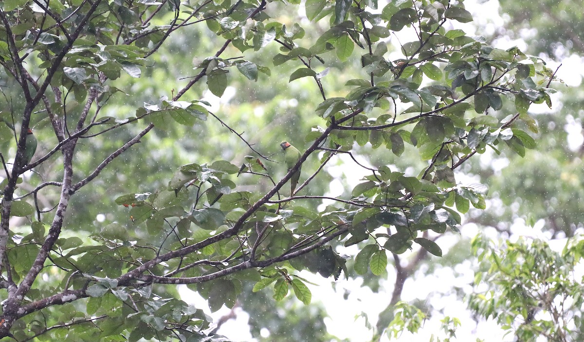 Long-tailed Parakeet - Subramania Siva