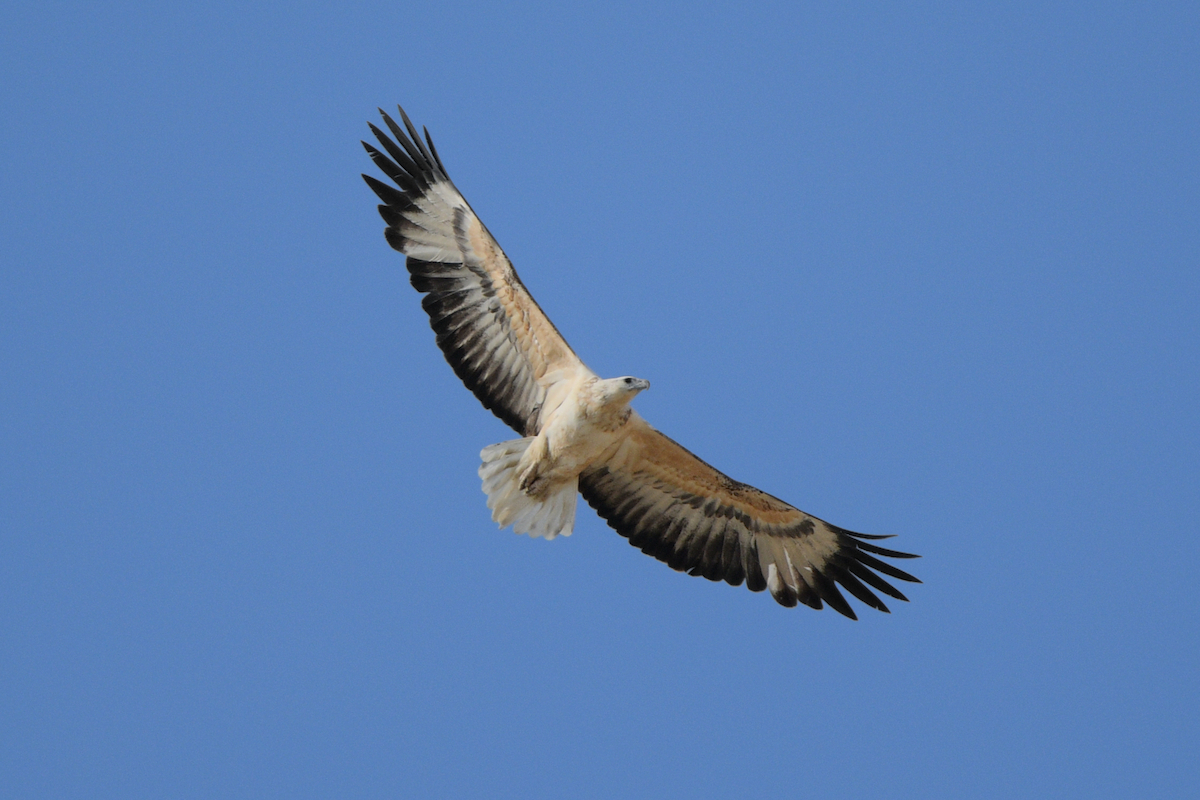 White-bellied Sea-Eagle - ML624461818