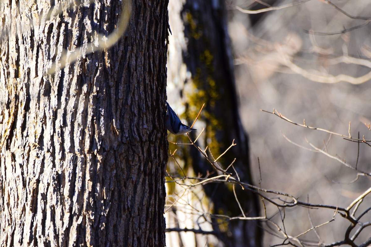 White-breasted Nuthatch - ML624461820