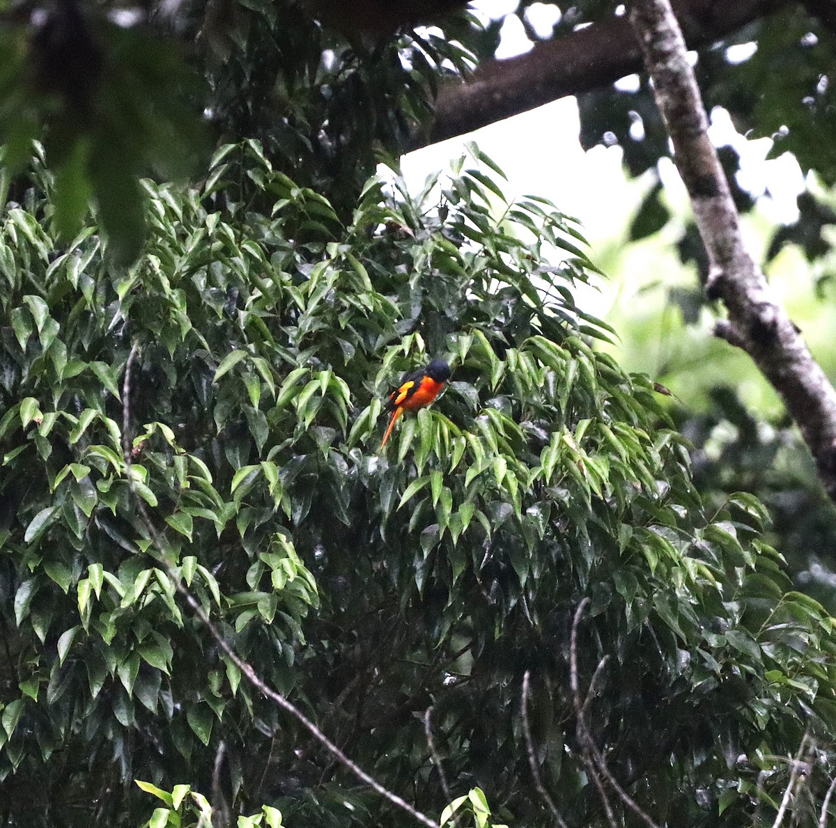 Scarlet Minivet - ML624461821