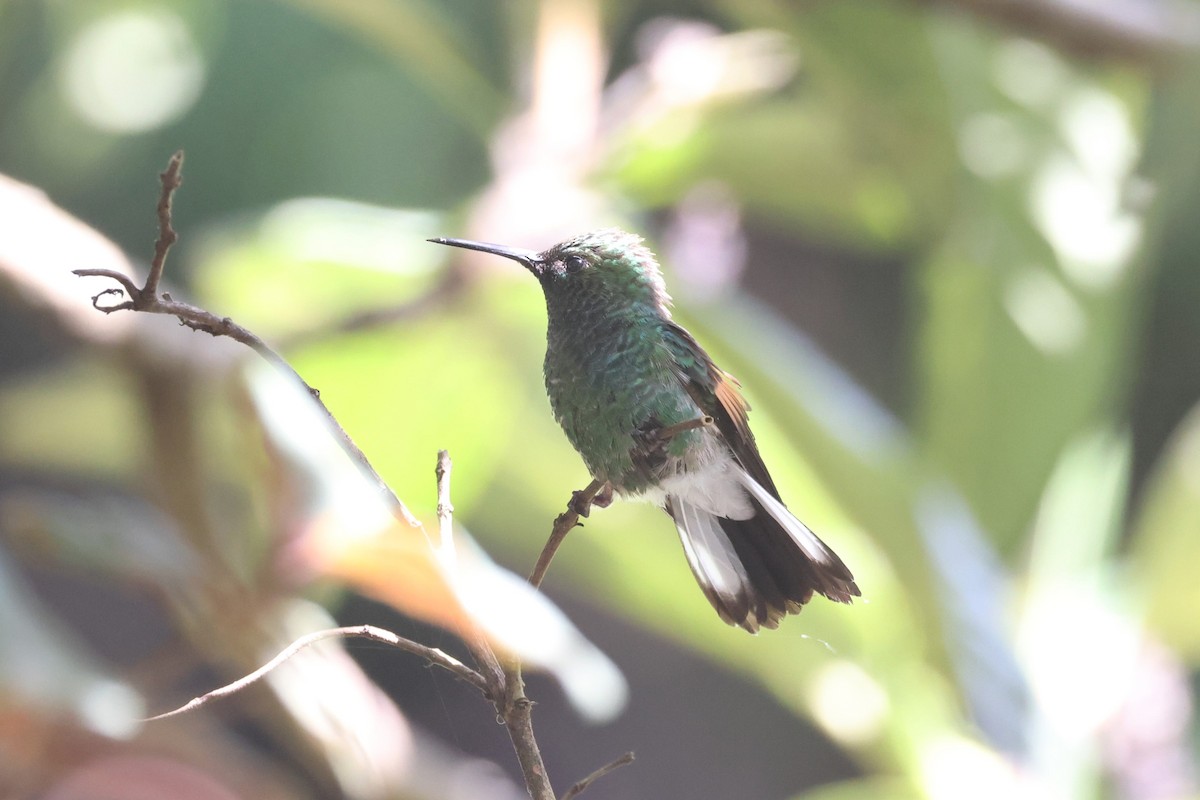 Stripe-tailed Hummingbird - ML624461823