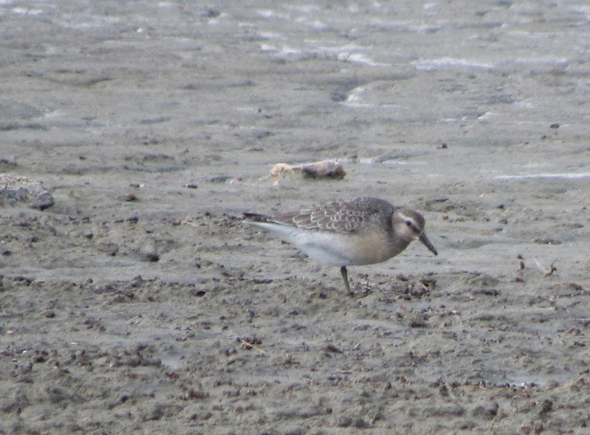 Red Knot - ML624461824