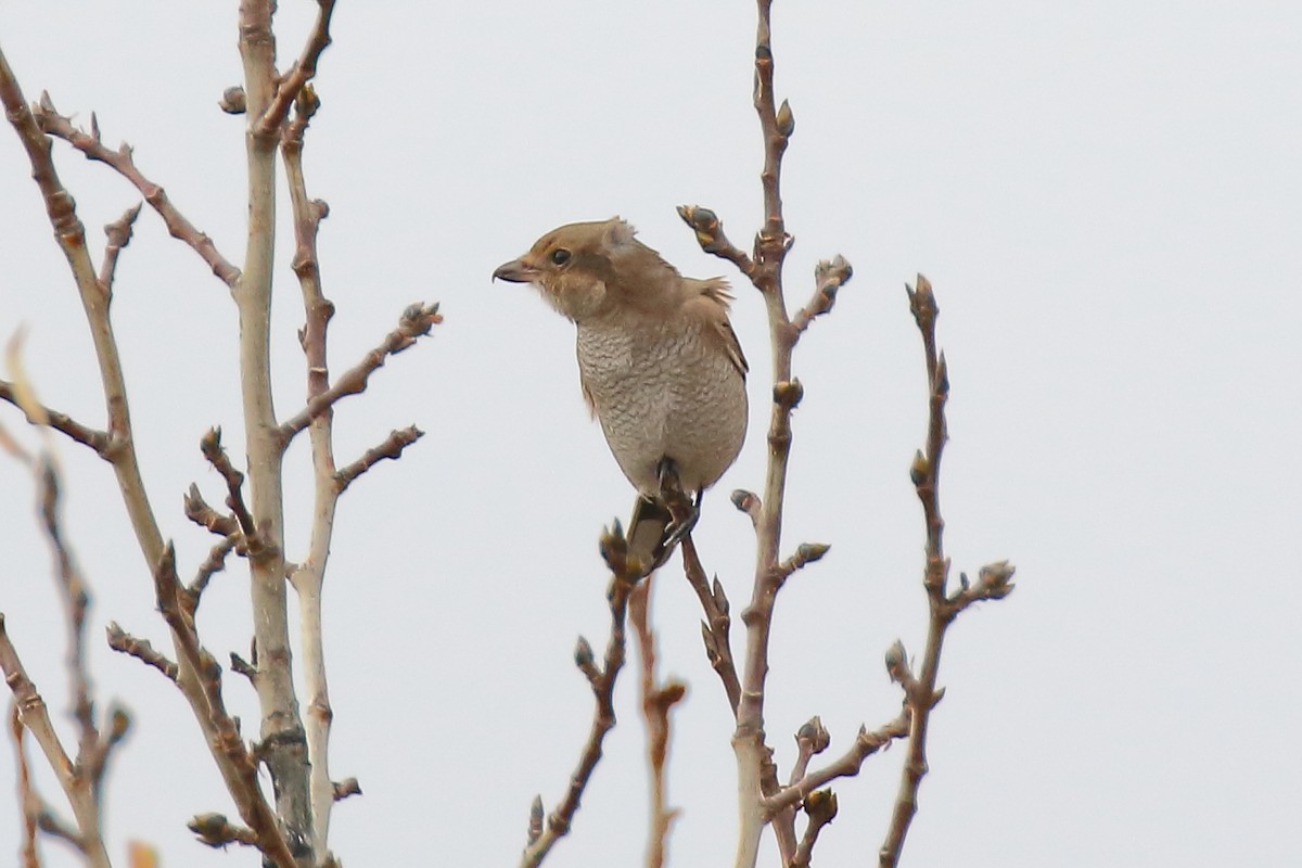 Northern Shrike - ML624461825