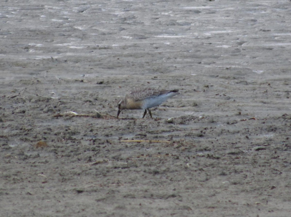 Red Knot - ML624461826