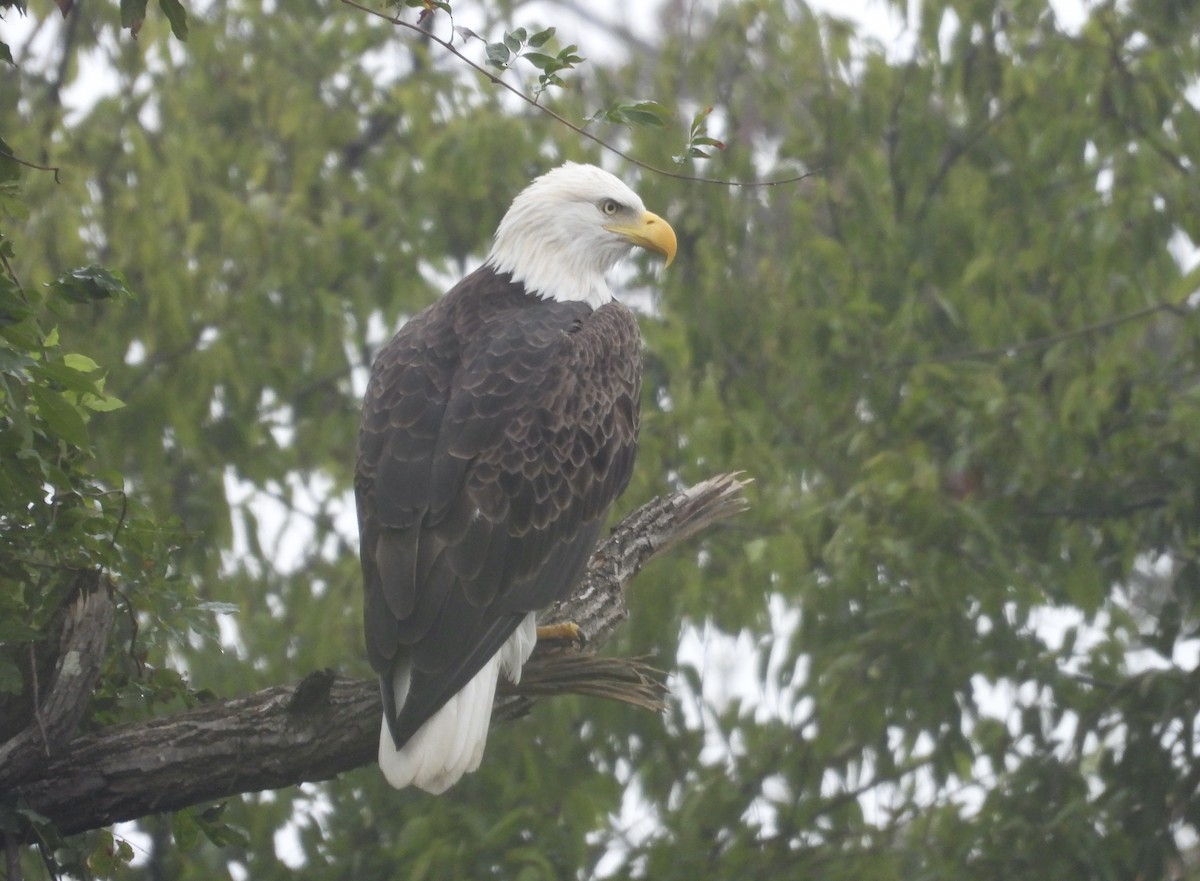 Bald Eagle - ML624461827