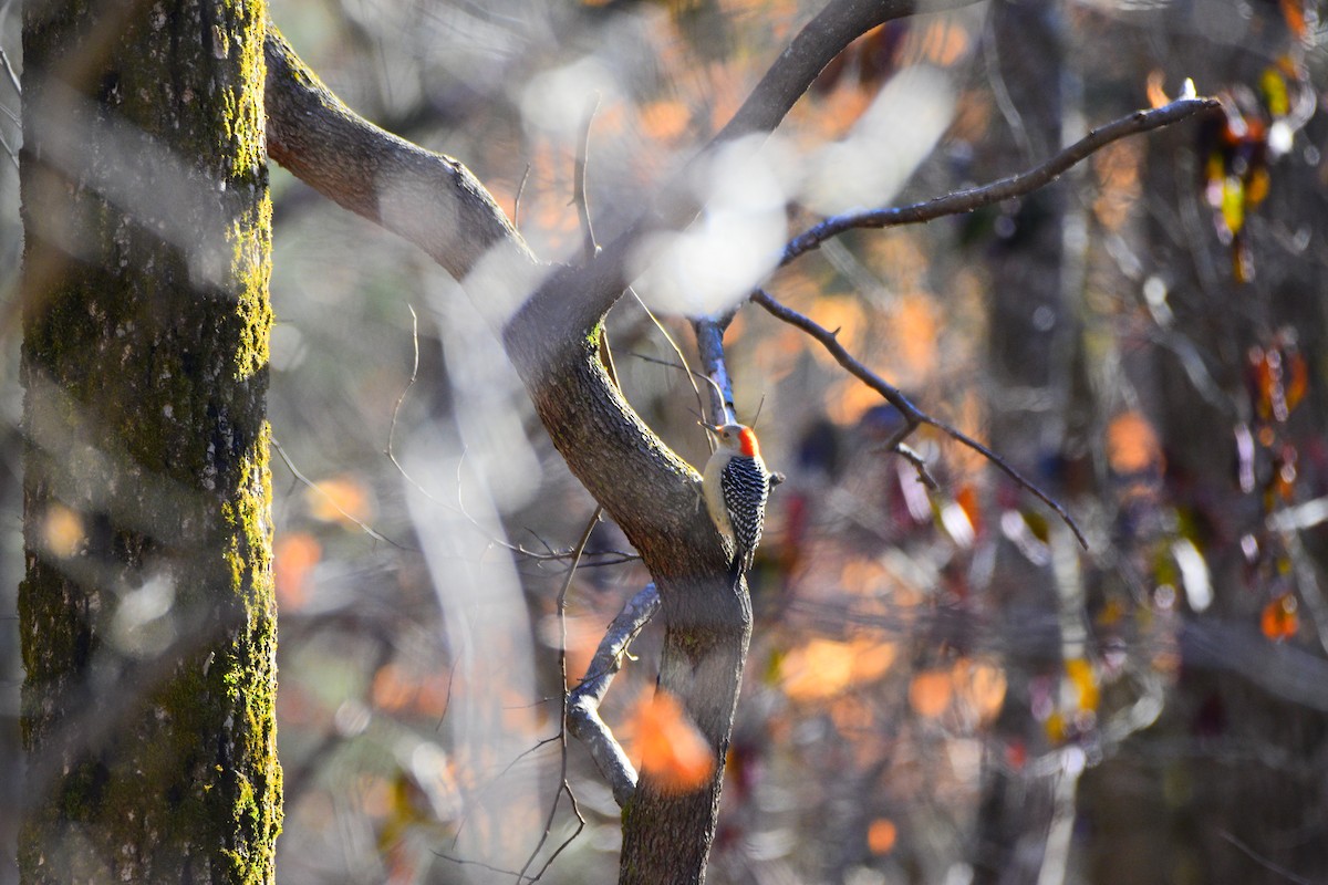 Red-bellied Woodpecker - Josh Baysinger