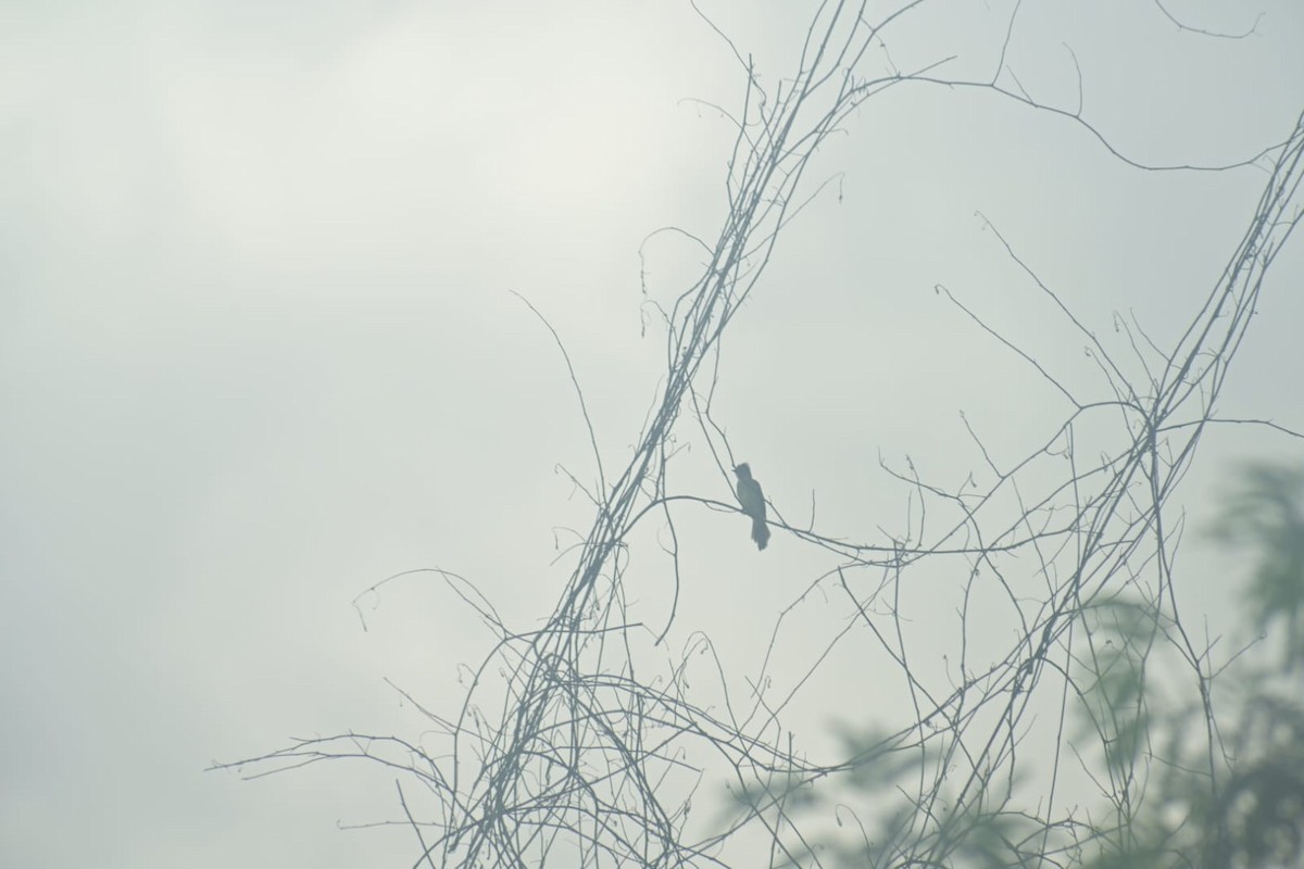 Yellow-bellied Elaenia - ML624461830