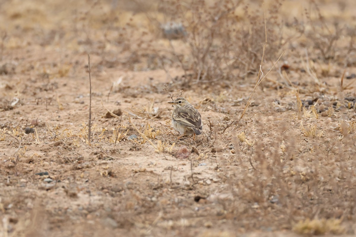 Plain-backed Pipit - ML624461832