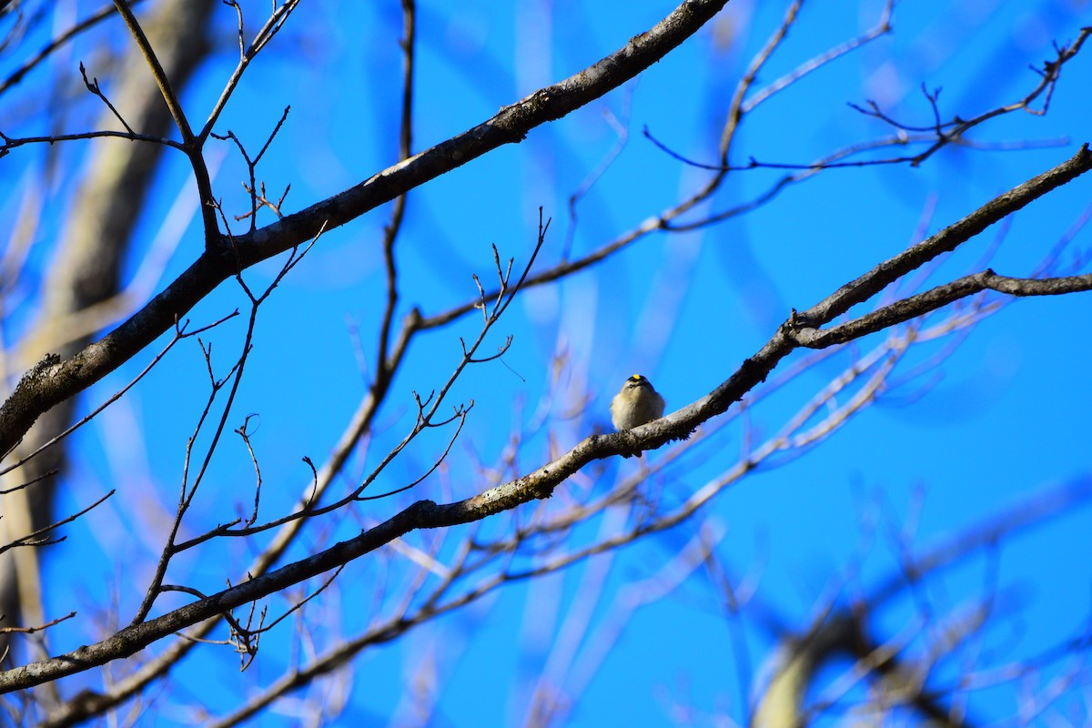 Golden-crowned Kinglet - ML624461833