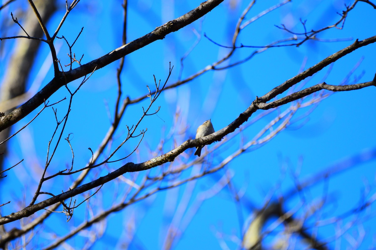 Golden-crowned Kinglet - Josh Baysinger