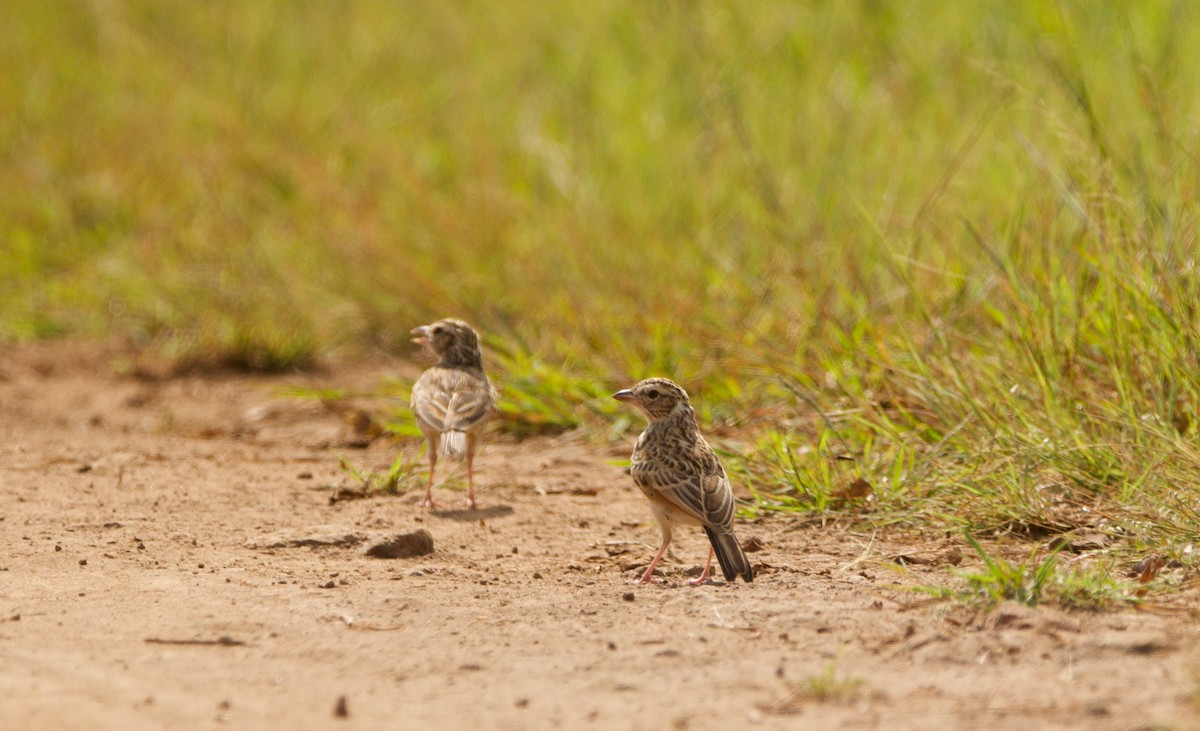 Indian Bushlark - ML624461835