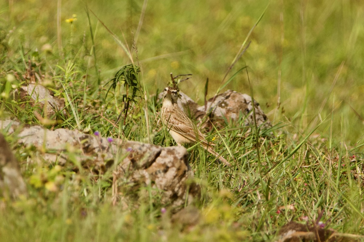 Tawny Pipit - Abhijeet  Avate