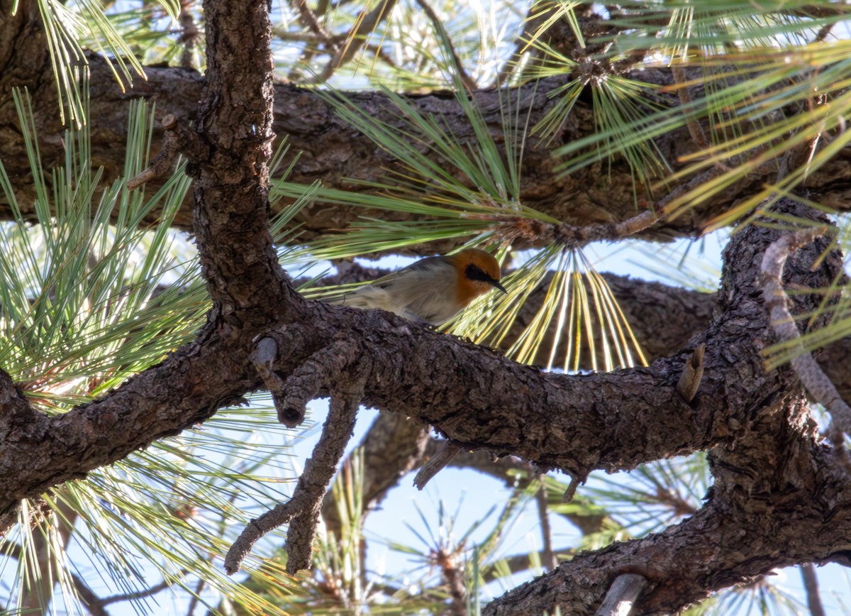 Olive Warbler - ML624461842