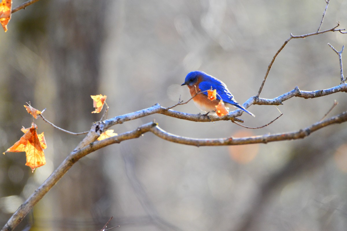 Eastern Bluebird - ML624461850