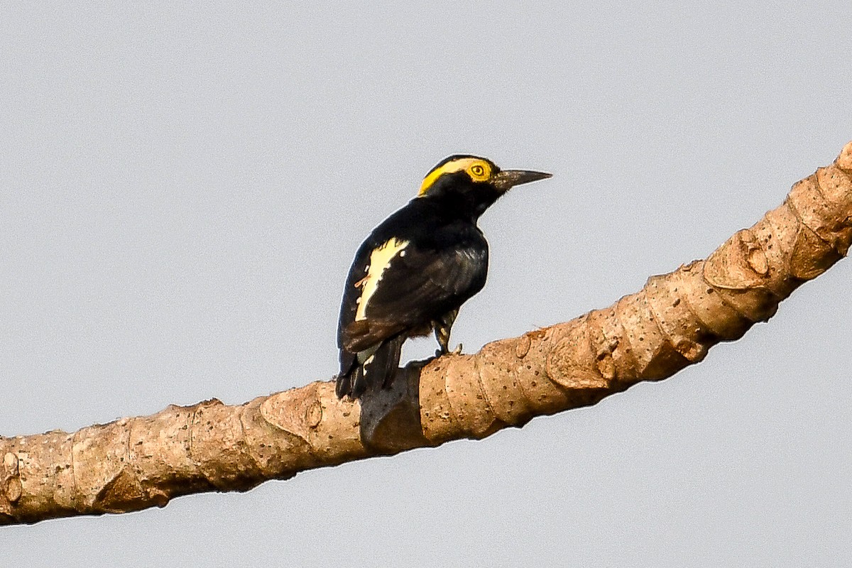 Yellow-tufted Woodpecker - ML624461853