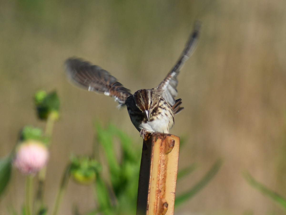 Song Sparrow - ML624461854