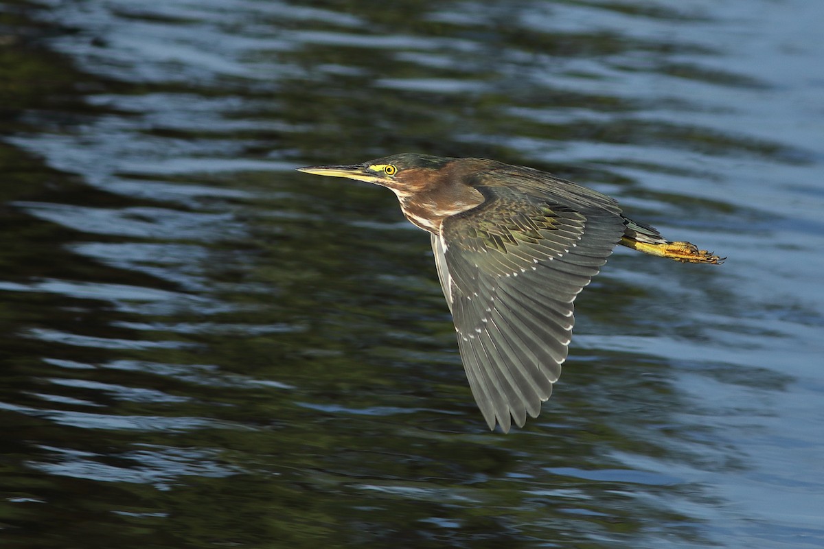 Green Heron - ML624461856