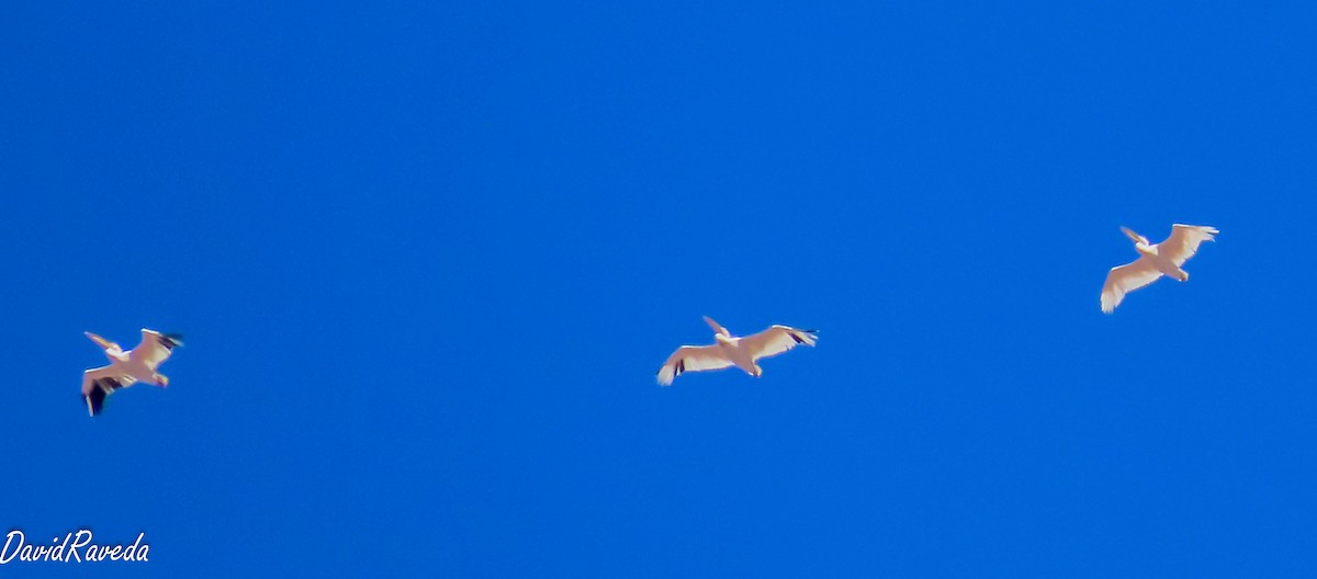 Great White Pelican - ML624461857