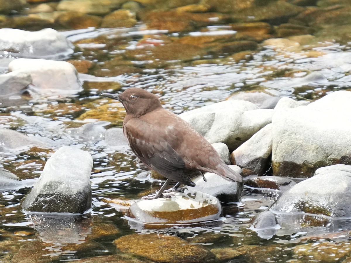 Brown Dipper - ML624461858