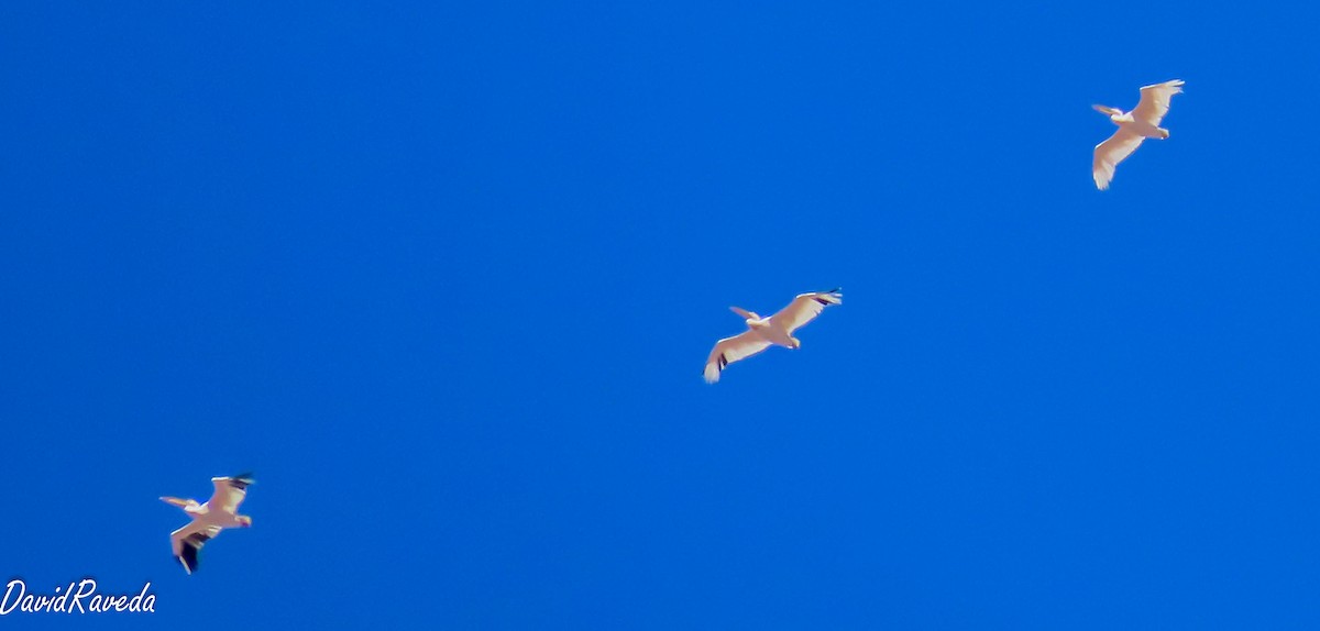 Great White Pelican - ML624461859