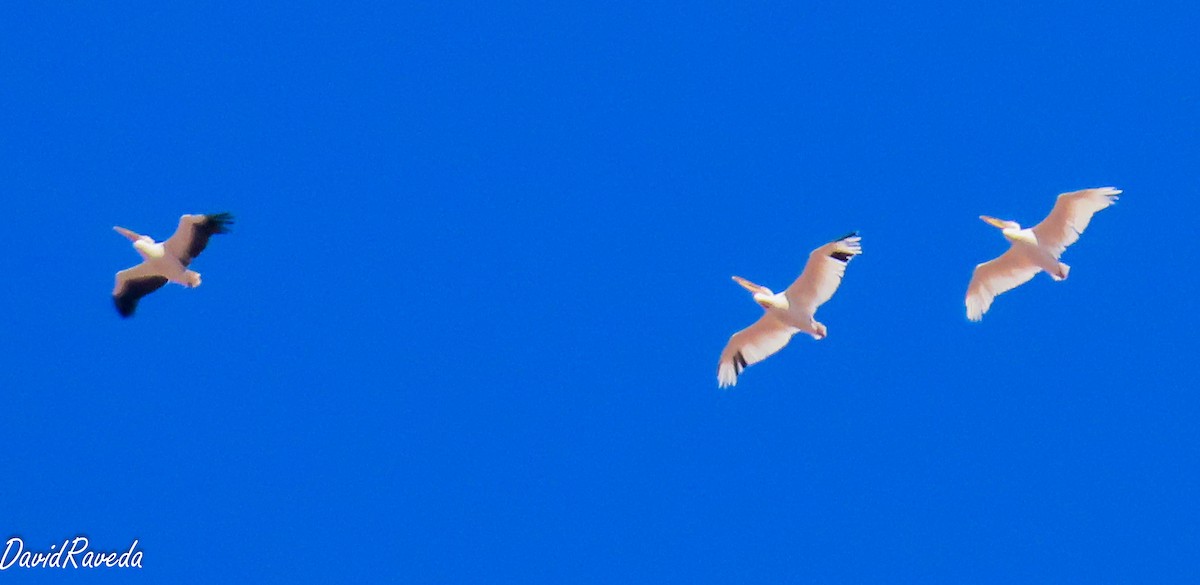 Great White Pelican - ML624461860